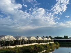 -马陆小张葡萄园农家乐