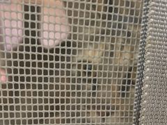 -安安宠医宠物医院·异宠·犬猫内科(岳阳分院)