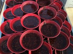 iphone_upload_pic-雷祖芳老妈蹄花店