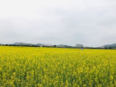 -光明小镇欢乐田园