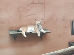 -青藏高原野生动物园