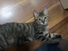 -爱妮康宠物医院·干细胞免疫细胞·肿瘤·心脏(张江店)