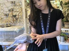 -吉丁鸟咖·异宠·寄养