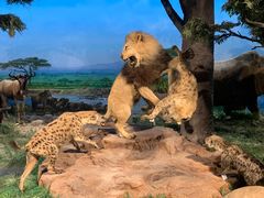 -国家自然博物馆