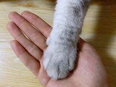 -艾贝尔宠物诊疗