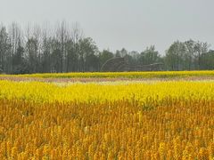 -中国天府农业博览园