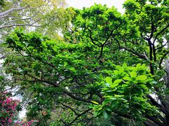 -墨尔本皇家植物园