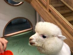 -藦茜花园宠物主题亲子互动体验馆(国顺东路店)