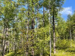 -莫尔道嘎国家森林公园