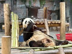 -栾川竹海野生动物园