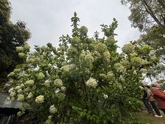 -南山植物园