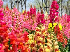 -春花秋色城市公园