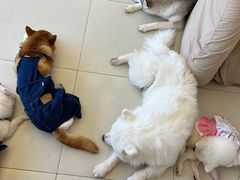 -怪兽屋·羊驼·猫咖·狗咖(俊华广场店)