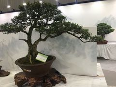 -东南花都花博园