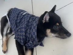 -怪兽屋·羊驼·猫咖·狗咖(俊华广场店)