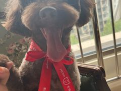 -宠物家(大兴旧宫店)