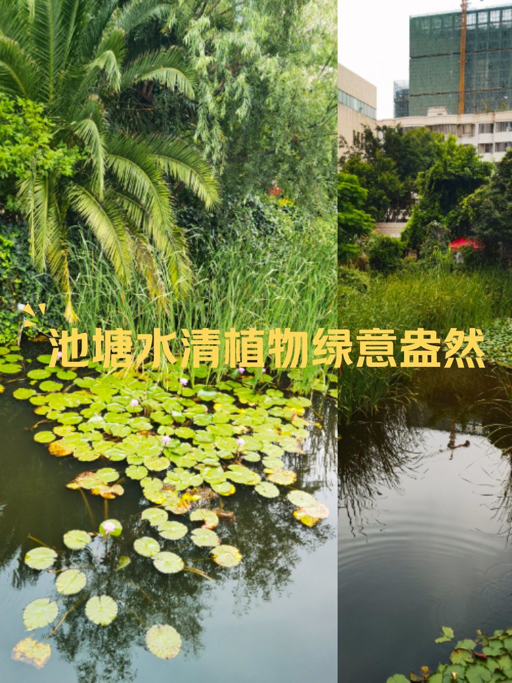 池塘水清植物绿意盎然