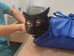 -荔康动物医院(康王北路店)