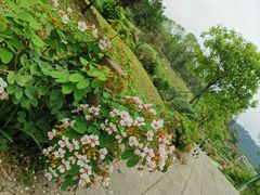 -东莞植物园