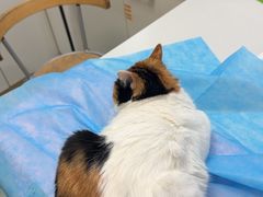 -瑞派·关忠动物医院·猫专科·犬专科(三环新城店)