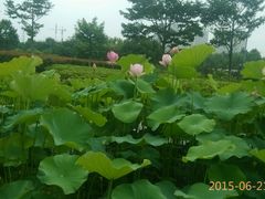 -白塘生态植物园