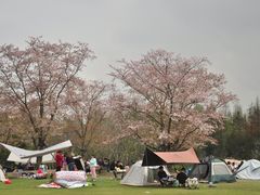 -上海滨江森林公园