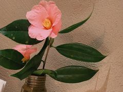 -青桃餐厅
