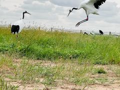 -盐城丹顶鹤湿地生态旅游区