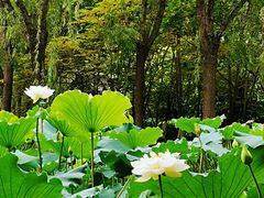 -洛阳市隋唐城遗址植物园