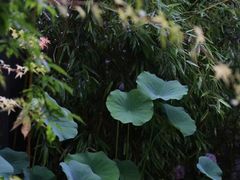 -巴巴新生活·四合院会议·疗愈团建.品牌活动
