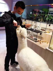 -Moni星球萌宠·小马宝莉·灵蛇·高端高阶全萌宠互动体验俱乐部(红豆国际广场店)