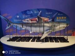 -烟台海昌鲸鲨海洋公园