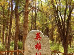 -金塔沙漠胡杨林景区