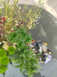 -HEYAN荷妍专业脱毛连锁机构