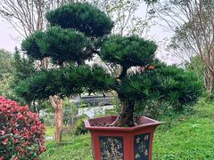 -杭州植物园