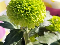 -中环花鸟鱼虫市场