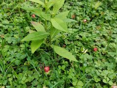 -国家植物园南园