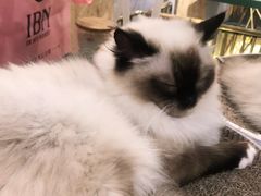 -喵喵咪呀布偶猫咖(春熙路店)