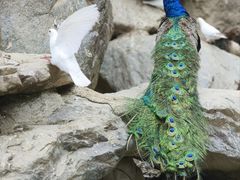 -栾川竹海野生动物园