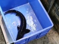 -荣德灶台鱼(圣泉寺店)