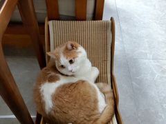 -艾贝尔宠物医院·宠保定点·超声绝育·免疫点(樱花路店)