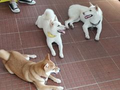 -柴犬高等学院·狗咖·柴犬售卖·宠物训练