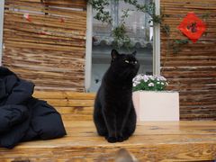 -喵屿·大理花园猫咖