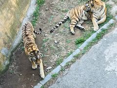 -大连森林动物园