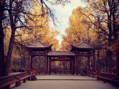 -金塔沙漠胡杨林景区