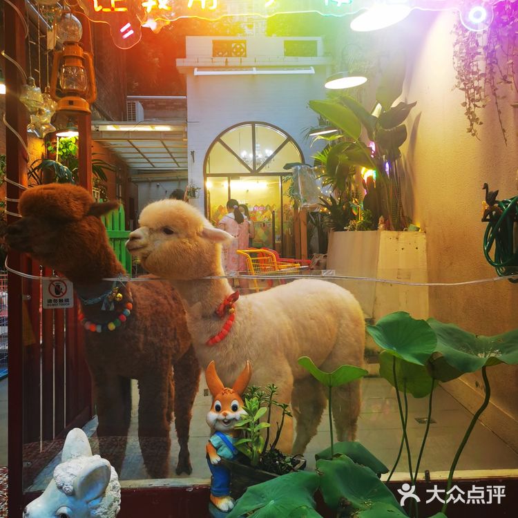 北京路撸宠圣地🦙可爱多羊驼俱乐部