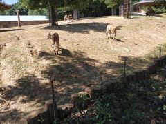 -石家庄市动物园