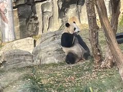 -武汉动物园