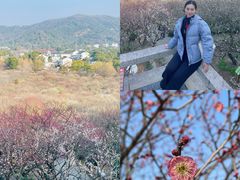 -香雪海