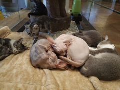 -more than meow吴止猫主题餐厅(承德 中船汇店)